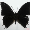 041 Lepidoptera (FD) Nymphalidae Charaxinae Charaxes virilis m 8EIMG_4200WTMK.JPG