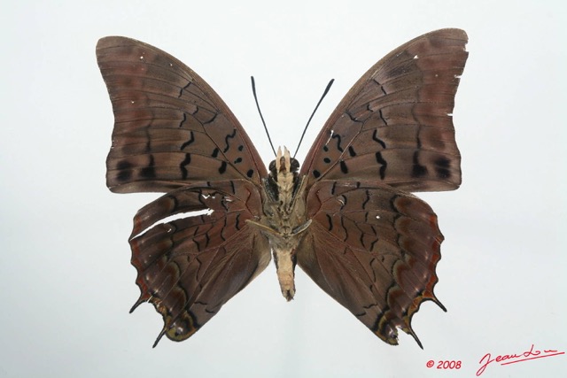 042 Lepidoptera (FV) Nymphalidae Charaxinae Charaxes virilis m 8EIMG_4206WTMK.JPG
