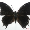 043 Lepidoptera (FD) Nymphalidae Charaxinae Charaxes virilis m 8EIMG_4209WTMK.JPG