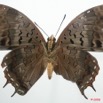 044 Lepidoptera (FV) Nymphalidae Charaxinae Charaxes virilis m 8EIMG_4216WTMK.JPG
