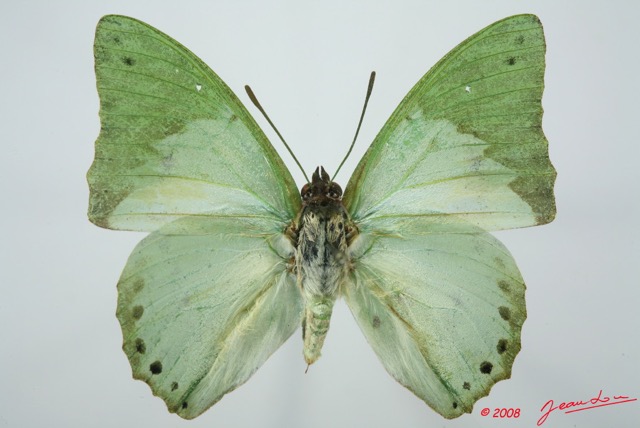 045 Lepidoptera (FD) Nymphalidae Charaxinae Charaxes eupale 8EIMG_15855WTMK.jpg