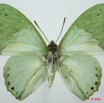 045 Lepidoptera (FD) Nymphalidae Charaxinae Charaxes eupale 8EIMG_15855WTMK.jpg