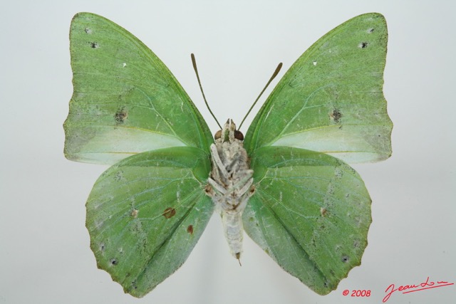 046 Lepidoptera (FV) Nymphalidae Charaxinae Charaxes eupale 8EIMG_15864WTMK.jpg