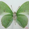046 Lepidoptera (FV) Nymphalidae Charaxinae Charaxes eupale 8EIMG_15864WTMK.jpg