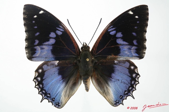 047 Lepidoptera (FD) Nymphalidae Charaxinae Charaxes smaragdalis m 8EIMG_17610WTMK.JPG