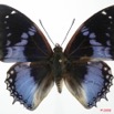 047 Lepidoptera (FD) Nymphalidae Charaxinae Charaxes smaragdalis m 8EIMG_17610WTMK.JPG