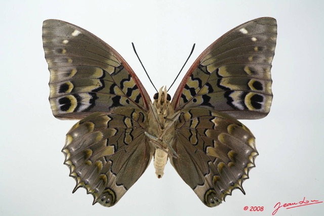 048 Lepidoptera (FV) Nymphalidae Charaxinae Charaxes smaragdalis m 8EIMG_17618WTMK.JPG