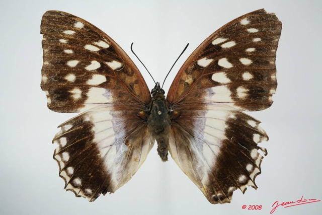 049 Lepidoptera (FD) Nymphalidae Charaxinae Charaxes ameliae f 8EIMG_20854WTMK.JPG