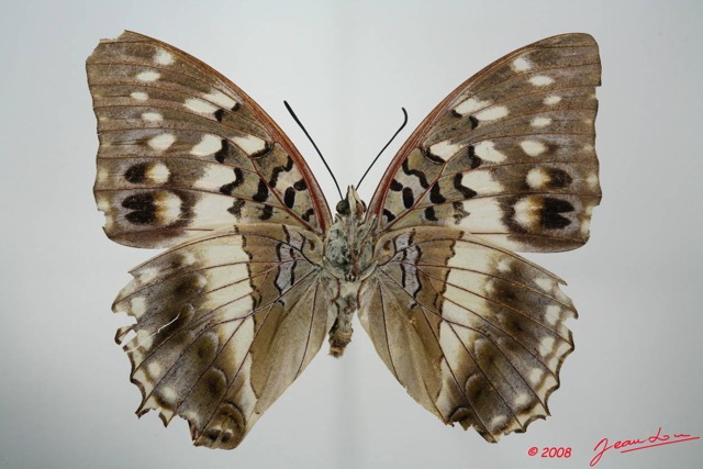 050 Lepidoptera (FV) Nymphalidae Charaxinae Charaxes ameliae f 8EIMG_20858WTMK.JPG