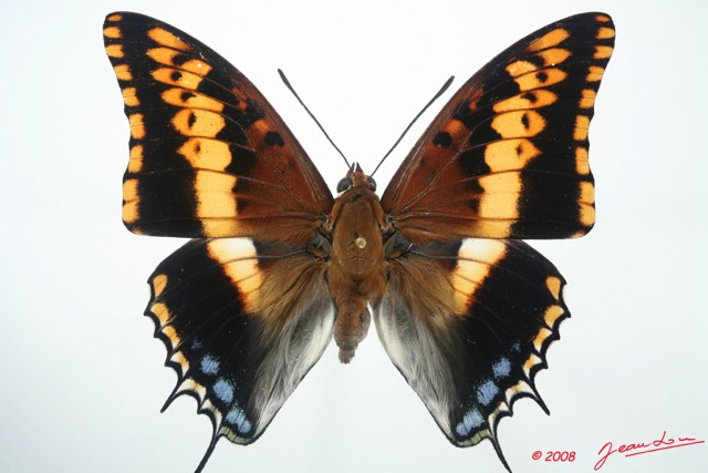 051 Lepidoptera (FD) Nymphalidae Charaxinae Charaxes jasius brunescens 8EIMG_15983WTMK.jpg