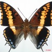 051 Lepidoptera (FD) Nymphalidae Charaxinae Charaxes jasius brunescens 8EIMG_15983WTMK.jpg