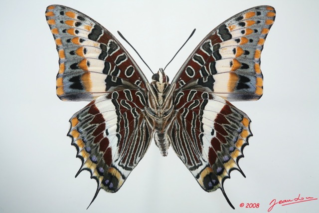 052 Lepidoptera (FV) Nymphalidae Charaxinae Charaxes jasius brunescens 8EIMG_15991WTMK.jpg