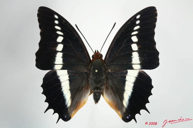 053 Lepidoptera (FD) Nymphalidae Charaxinae Charaxes brutus 8EIMG_24630WTMK.JPG