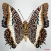 054 Lepidoptera (FV) Nymphalidae Charaxinae Charaxes brutus 8EIMG_24636WTMK.JPG