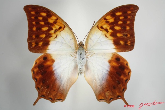 055 Lepidoptera (FD) Nymphalidae Charaxinae Charaxes fulvescens 8EIMG_24670WTMK.JPG