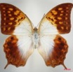 055 Lepidoptera (FD) Nymphalidae Charaxinae Charaxes fulvescens 8EIMG_24670WTMK.JPG