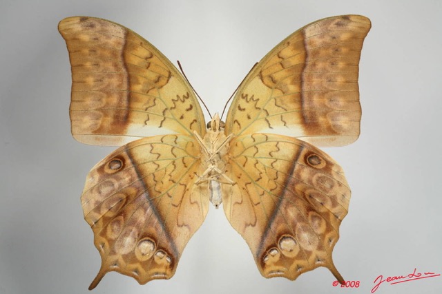 056 Lepidoptera (FV) Nymphalidae Charaxinae Charaxes fulvescens 8EIMG_24674WTMK.JPG