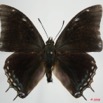 057 Lepidoptera (FD) Nymphalidae Charaxinae Charaxes virilis m 8EIMG_24620WTMK.JPG