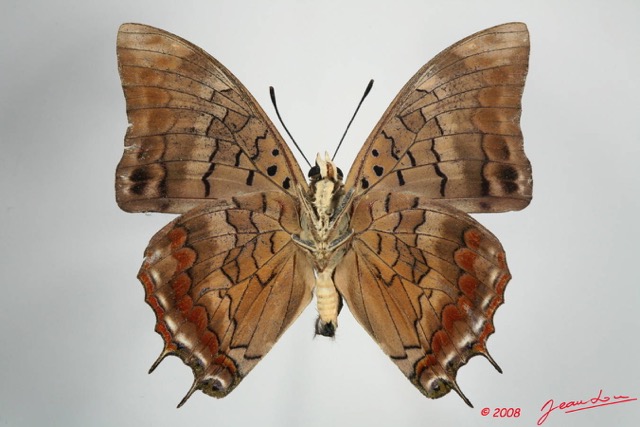 058 Lepidoptera (FV) Nymphalidae Charaxinae Charaxes virilis m 8EIMG_24629WTMK.JPG
