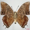 058 Lepidoptera (FV) Nymphalidae Charaxinae Charaxes virilis m 8EIMG_24629WTMK.JPG