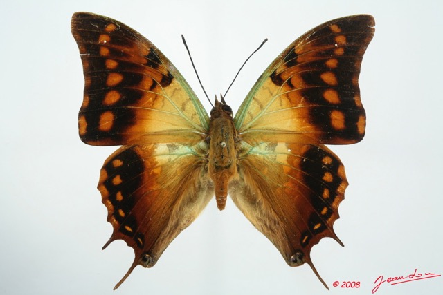 059 Lepidoptera (FD) Nymphalidae Charaxinae Charaxes candiope 8EIMG_26303WTMK.jpg