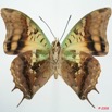 060 Lepidoptera (FV) Nymphalidae Charaxinae Charaxes candiope 8EIMG_26306WTMK.jpg