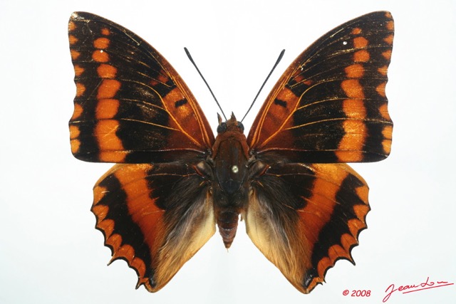 061 Lepidoptera (FD) Nymphalidae Charaxinae Charaxes lucretius 8EIMG_26268WTMK.jpg
