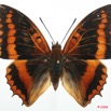 061 Lepidoptera (FD) Nymphalidae Charaxinae Charaxes lucretius 8EIMG_26268WTMK.jpg