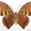 062 Lepidoptera (FV) Nymphalidae Charaxinae Charaxes lucretius 8EIMG_26280WTMK.jpg