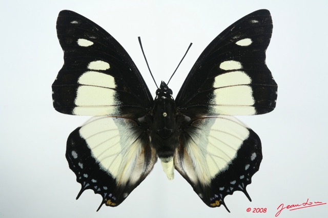 063 Lepidoptera (FD) Nymphalidae Charaxinae Charaxes nobilis 8EIMG_26322WTMK.jpg