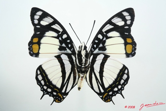 064 Lepidoptera (FV) Nymphalidae Charaxinae Charaxes nobilis 8EIMG_26329WTMK.jpg