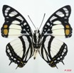 064 Lepidoptera (FV) Nymphalidae Charaxinae Charaxes nobilis 8EIMG_26329WTMK.jpg