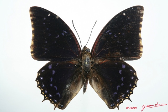 065 Lepidoptera (FD) Nymphalidae Charaxinae Charaxes tiridates 8EIMG_26314WTMK.jpg