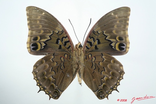 066 Lepidoptera (FV) Nymphalidae Charaxinae Charaxes tiridates 8EIMG_26316WTMK.jpg