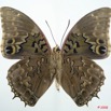 066 Lepidoptera (FV) Nymphalidae Charaxinae Charaxes tiridates 8EIMG_26316WTMK.jpg