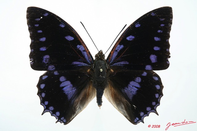 067 Lepidoptera (FD) Nymphalidae Charaxinae Charaxes ameliae m 8E5IMG_27080WTMK.jpg