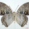 068 Lepidoptera (FV) Nymphalidae Charaxinae Charaxes ameliae m 8E5IMG_27091WTMK.jpg