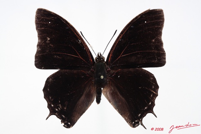 069 Lepidoptera (FD) Nymphalidae Charaxinae Charaxes virilis 8E50IMG_30294WTMK.jpg