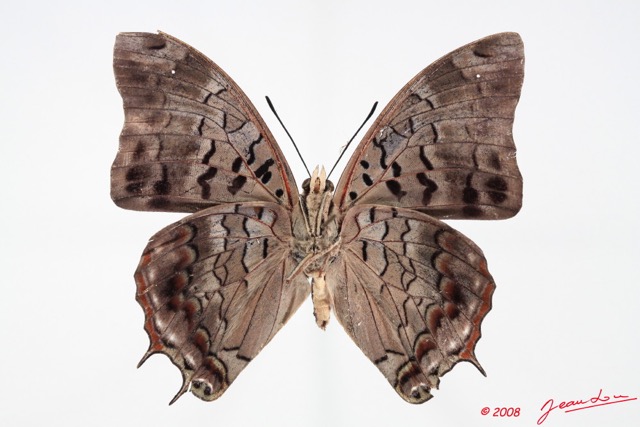 070 Lepidoptera (FV) Nymphalidae Charaxinae Charaxes virilis 8E50IMG_30299WTMK.jpg