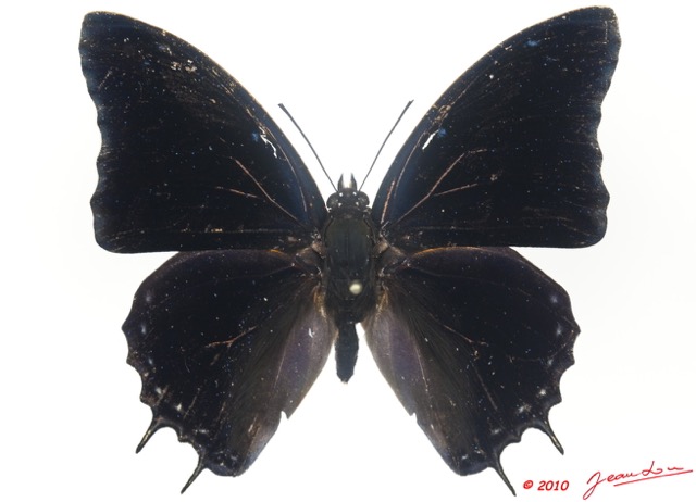 071 Lepidoptera 98c (FD) Nymphalidae Charaxinae Charaxes virilis 9E5K2IMG_57135wtmk.jpg