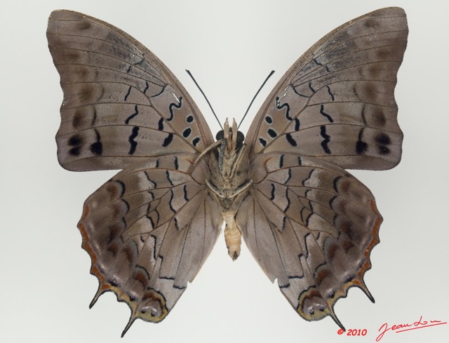 072 Lepidoptera 98c (FV) Nymphalidae Charaxinae Charaxes virilis 9E5K2IMG_57137wtmk.jpg