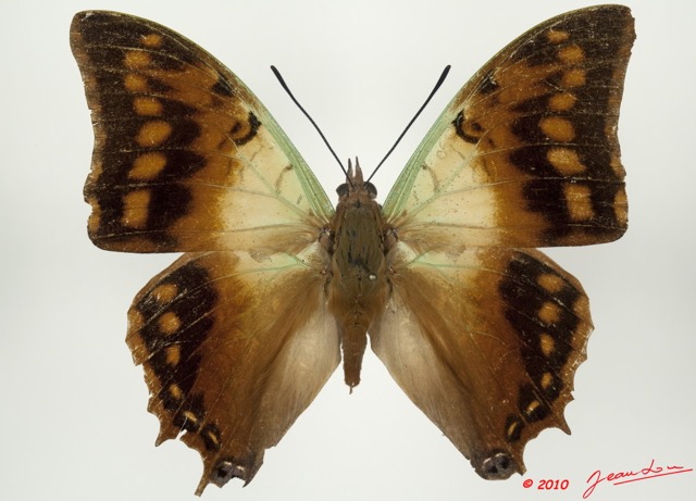 073 Lepidoptera 98d (FD) Nymphalidae Charaxinae Charaxes candiope 9E5K2IMG_57138wtmk.jpg