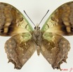 074 Lepidoptera 98d (FV) Nymphalidae Charaxinae Charaxes candiope 9E5K2IMG_57140wtmk.jpg