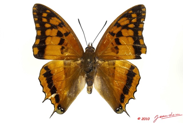075 Lepidoptera 102a (FD) Nymphalidae Charaxinae Charaxes boueti m 10E5K2IMG_59433wtmk.jpg