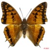 075 Lepidoptera 102a (FD) Nymphalidae Charaxinae Charaxes boueti m 10E5K2IMG_59433wtmk.jpg