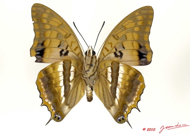 076 Lepidoptera 102a (FV) Nymphalidae Charaxinae Charaxes boueti m 10E5K2IMG_59434wtmk.jpg