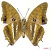 076 Lepidoptera 102a (FV) Nymphalidae Charaxinae Charaxes boueti m 10E5K2IMG_59434wtmk.jpg