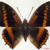077 Lepidoptera 104d (FD) Nymphalidae Charaxinae Charaxes lucretius m 10E5K2IMG_61512wtmk.jpg