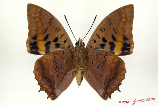 078 Lepidoptera 104d (FV) Nymphalidae Charaxinae Charaxes lucretius m 10E5K2IMG_61513wtmk.jpg