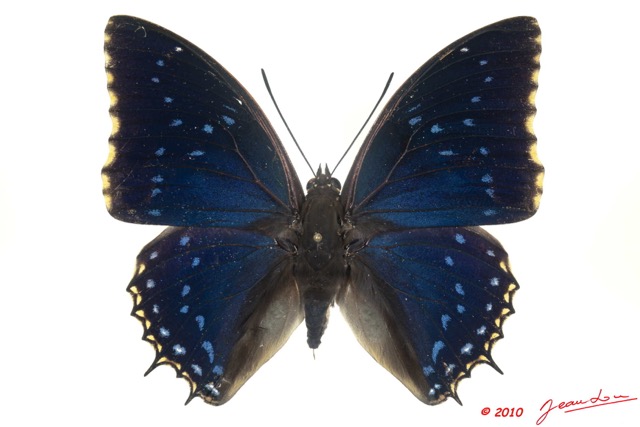 079 Lepidoptera 105b (FD) Nymphalidae Charaxinae Charaxes tiridates m 10E5K2IMG_61516wtmk.jpg